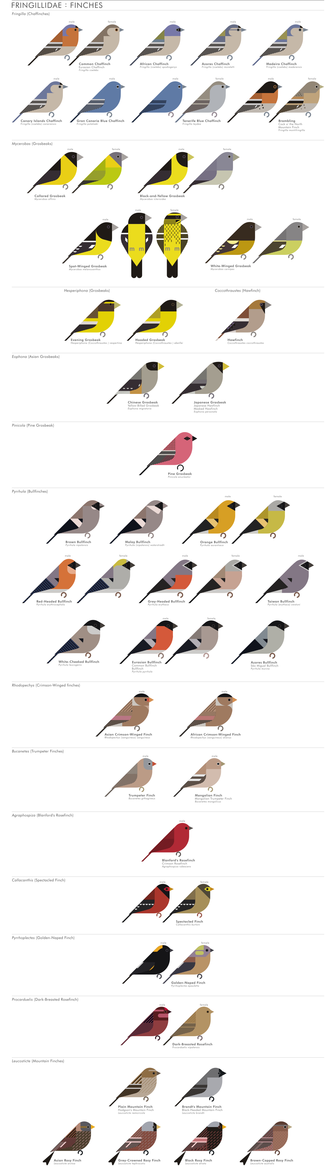 scott partridge - AVE - avian vector encyclopedia - finches - bird vector art