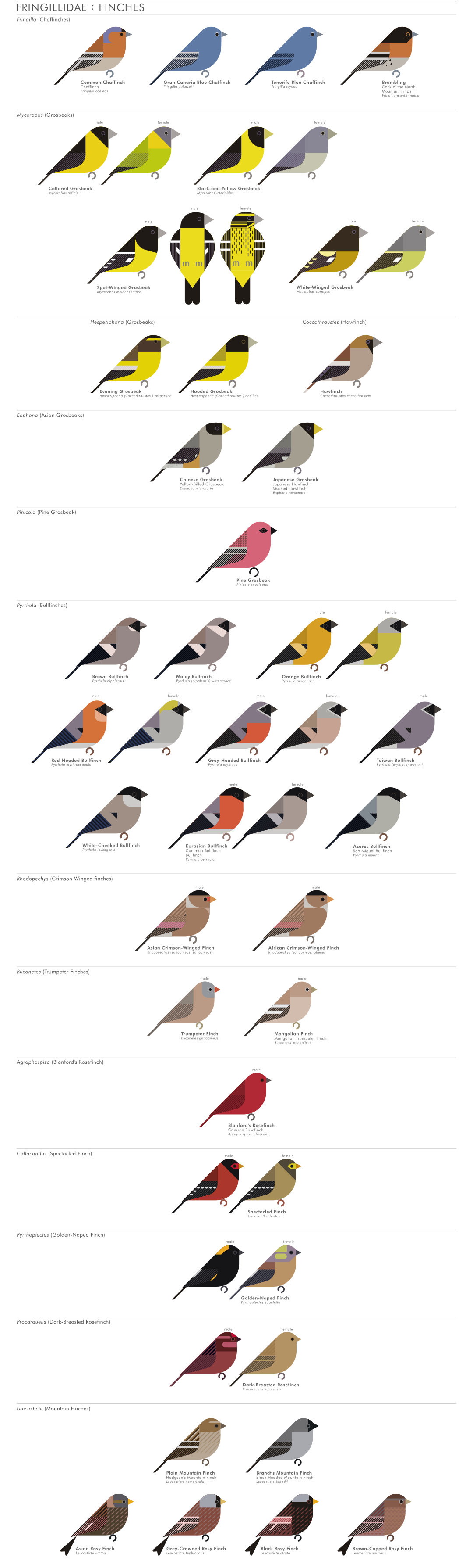 scott partridge - AVE - avian vector encyclopedia - finches - bird vector art