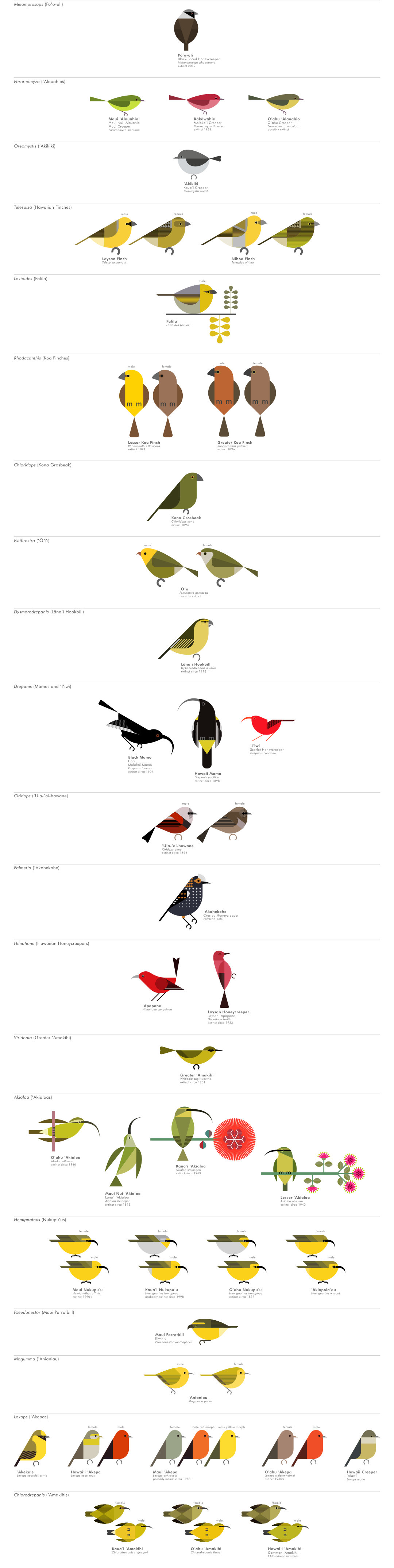 scott partridge - AVE - avian vector encyclopedia - hawaiian finches - bird vector art