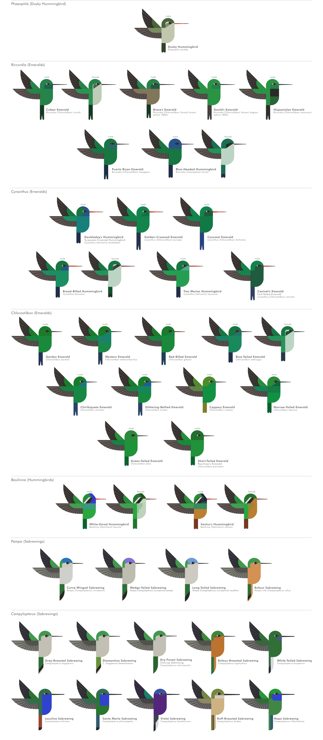 scott partridge - ave - avian vector encyclopedia - hummingbirds Trochilidae - vector bird art