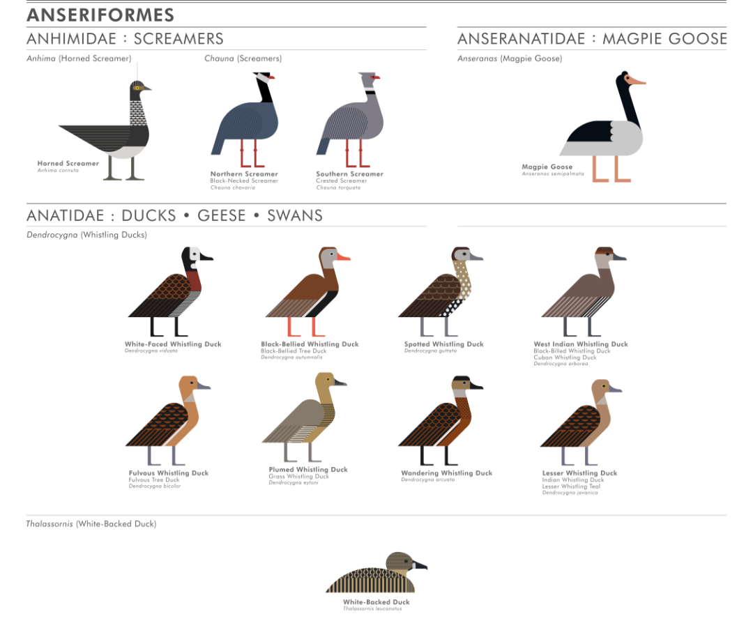 scott partridge - ave - avian vector encyclopedia - screamers magpiegoose - bird vector art