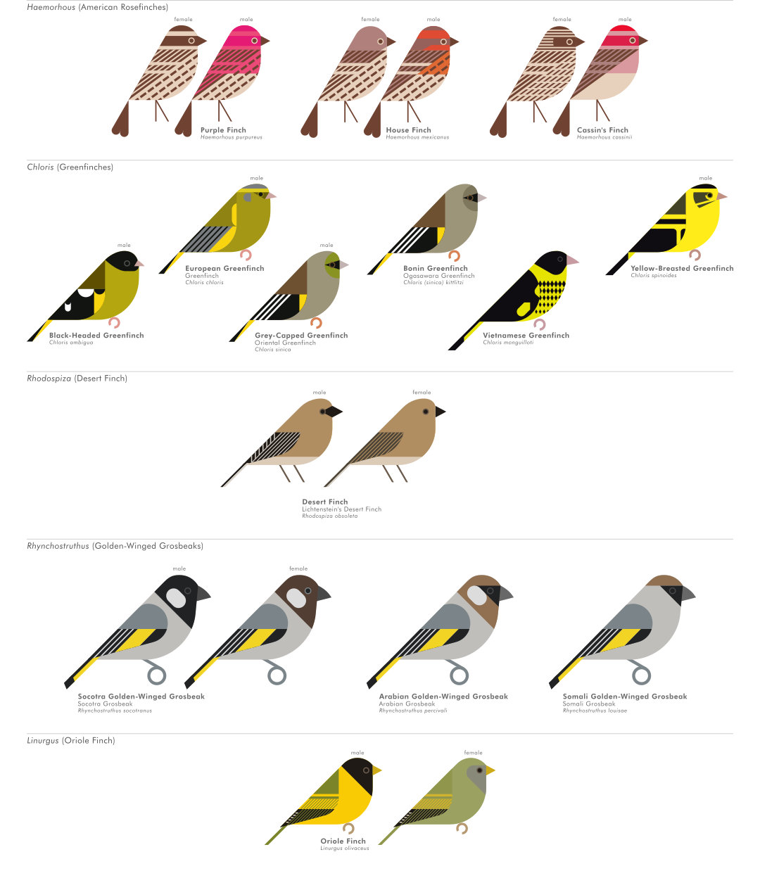 scott partridge - AVE - avian vector encyclopedia - finches - bird vector art