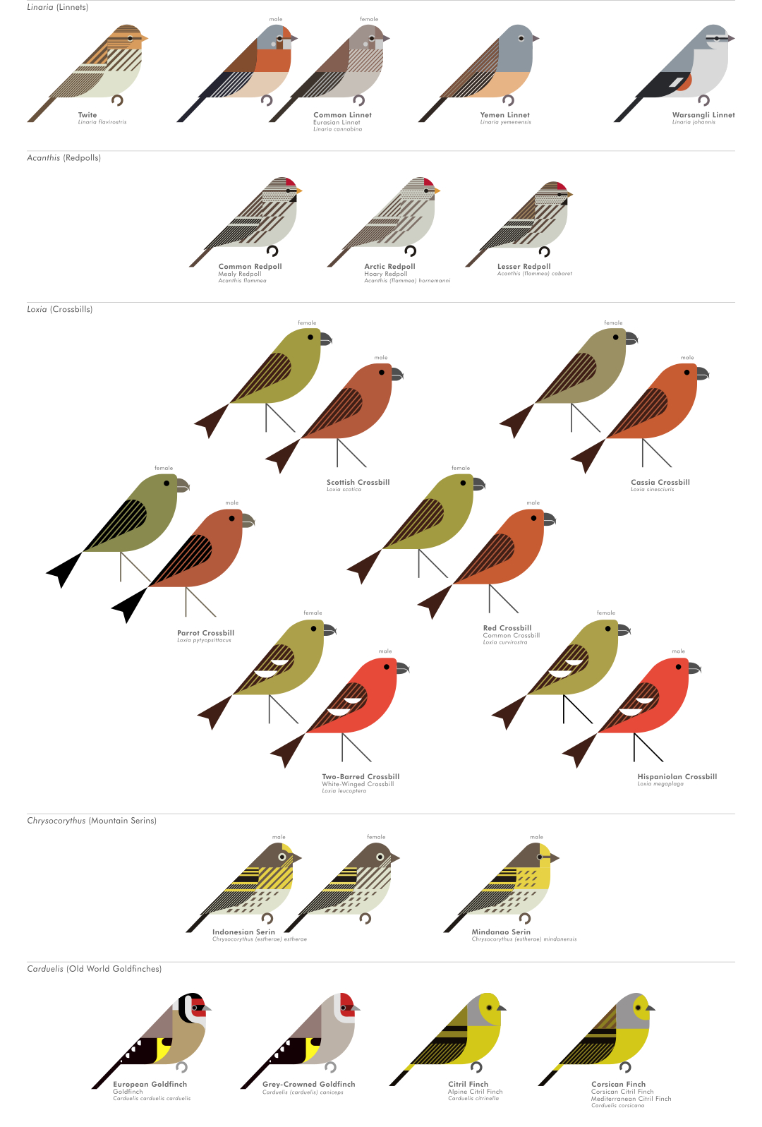 scott partridge - AVE - avian vector encyclopedia - finches - bird vector art