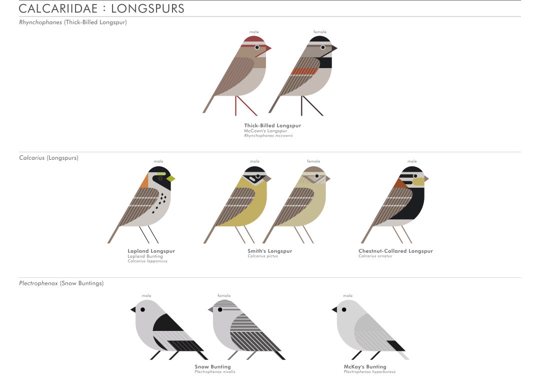 scott partridge - AVE - avian vector encyclopedia - longspurs - bird vector art
