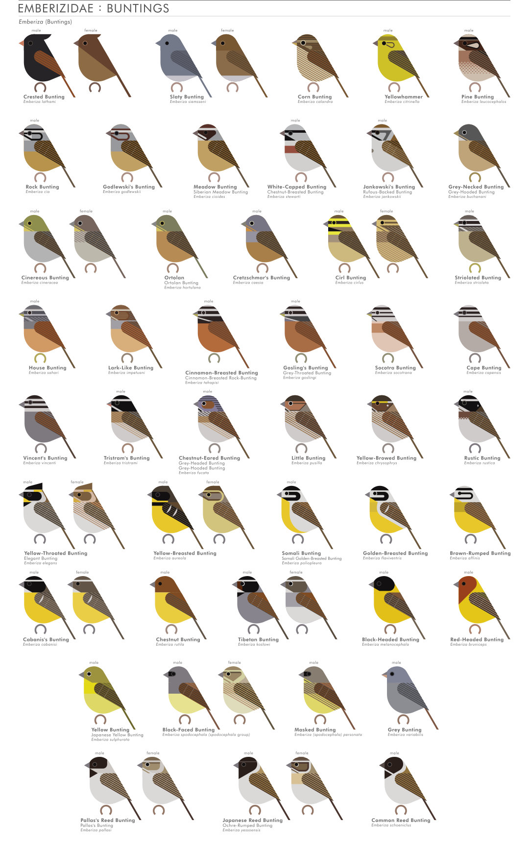 scott partridge - AVE - avian vector encyclopedia - buntings - bird vector art