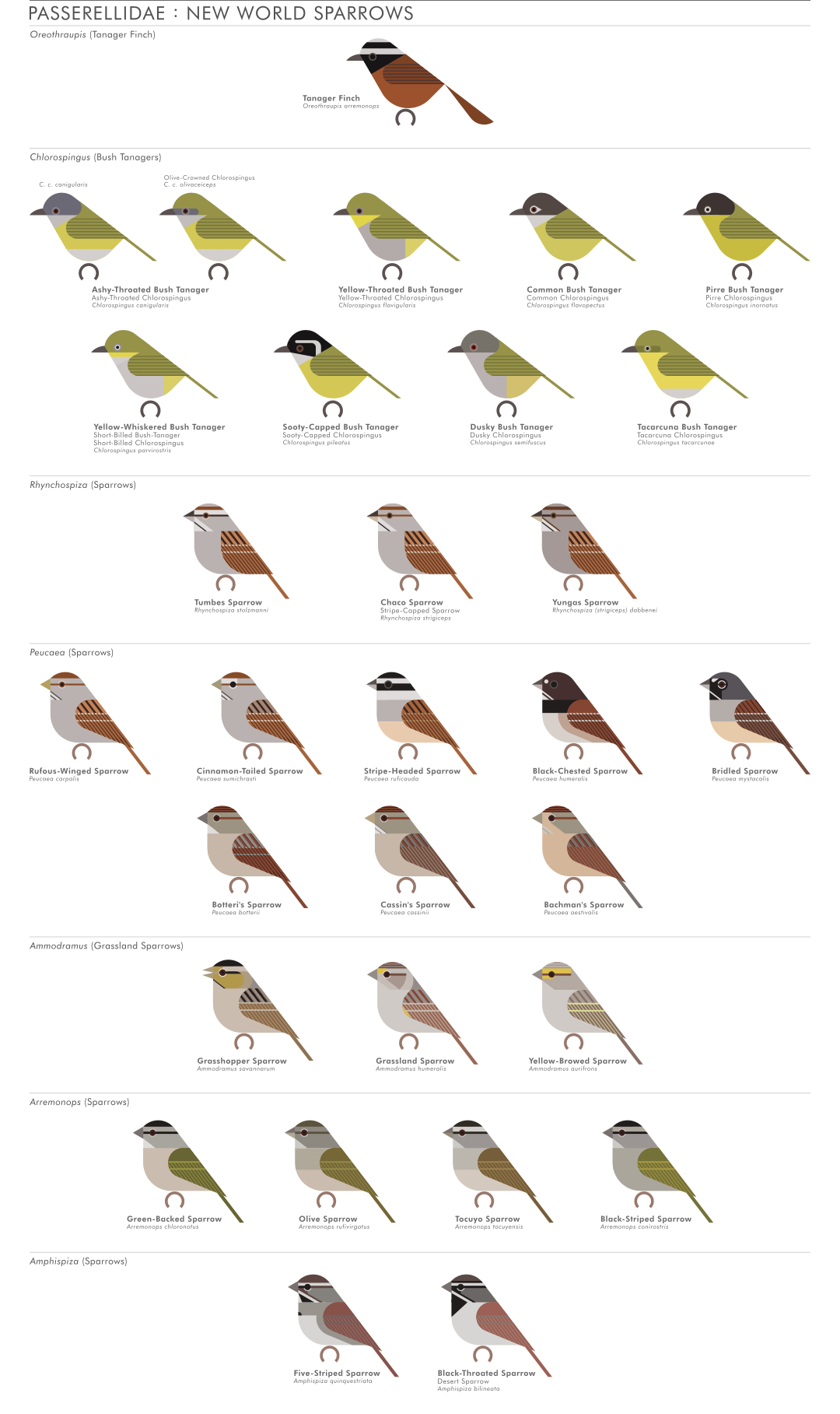 scott partridge - AVE - avian vector encyclopedia - new world sparrows - bird vector art