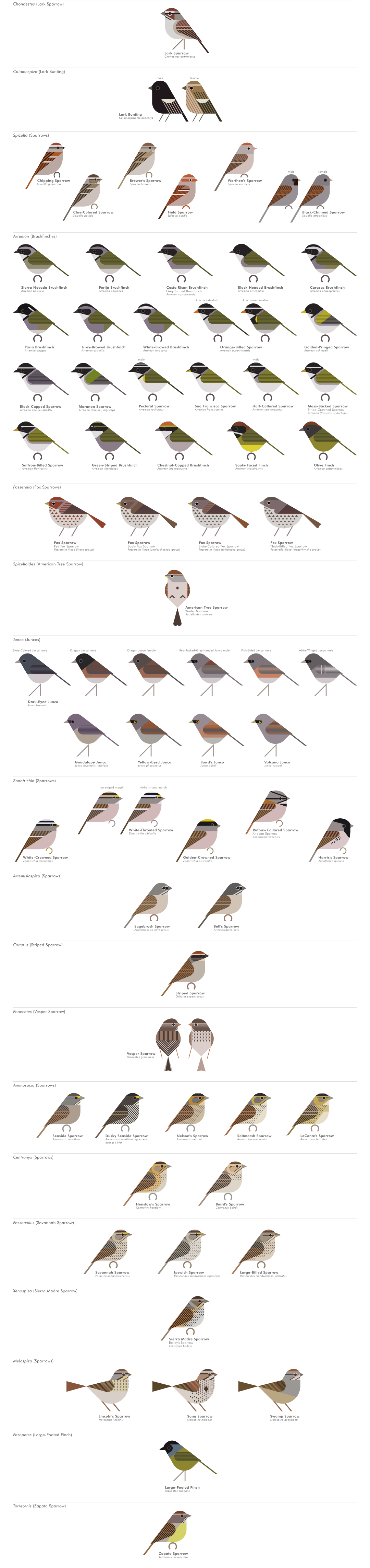 scott partridge - AVE - avian vector encyclopedia - new world sparrows - bird vector art