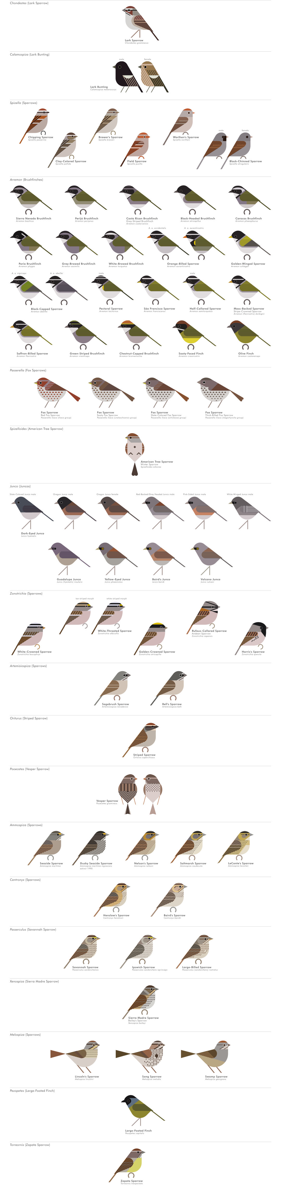 scott partridge - AVE - avian vector encyclopedia - new world sparrows - bird vector art
