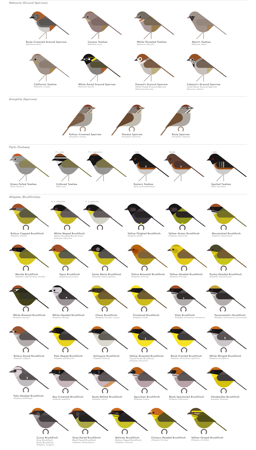 scott partridge - AVE - avian vector encyclopedia - new world sparrows - bird vector art