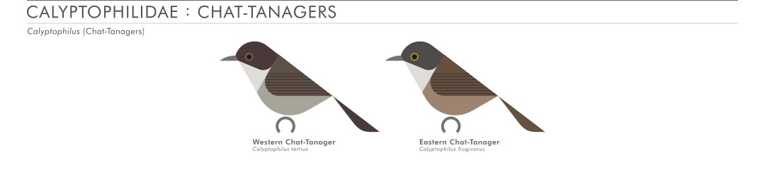 scott partridge - AVE - avian vector encyclopedia - chat-tanagers - bird vector art