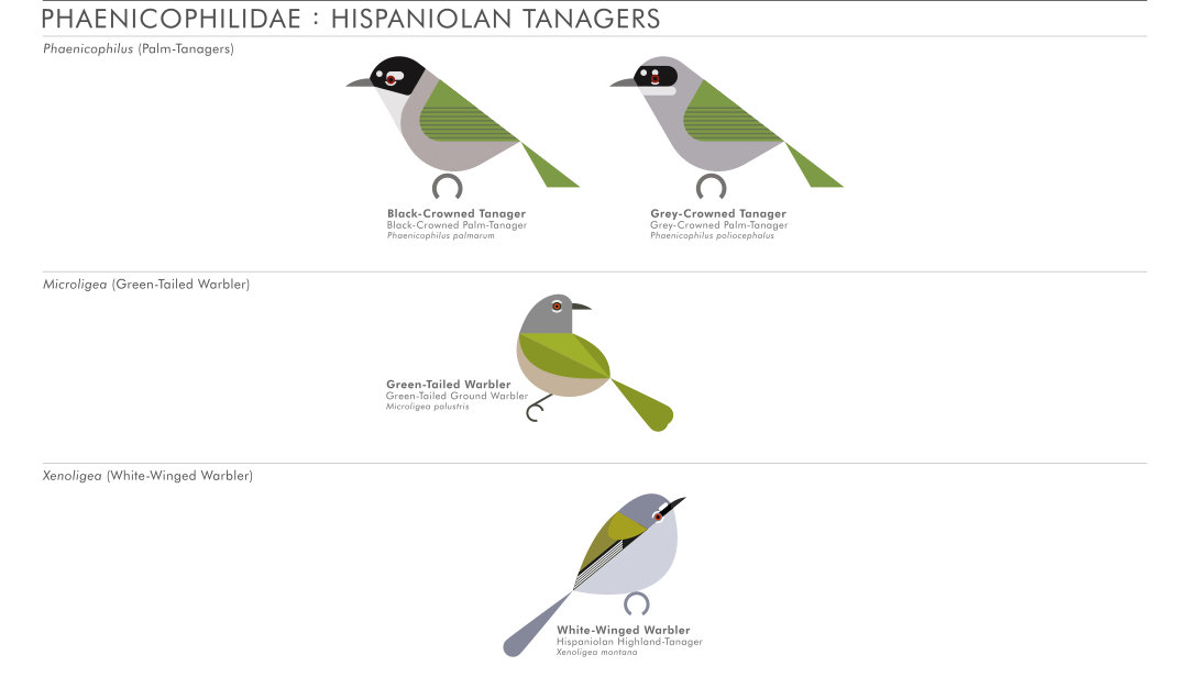 scott partridge - AVE - avian vector encyclopedia - hispaniloan tanagers - bird vector art