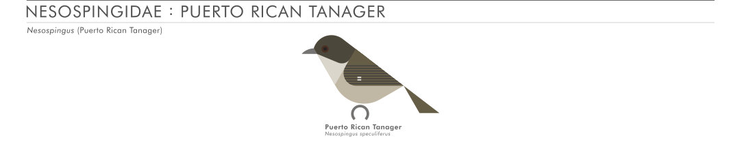 scott partridge - AVE - avian vector encyclopedia - puerto rican tanager - bird vector art