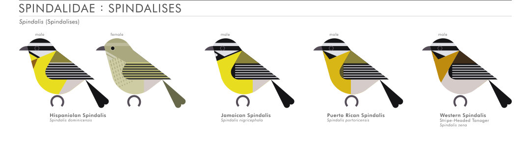 scott partridge - AVE - avian vector encyclopedia - spindalis - bird vector art