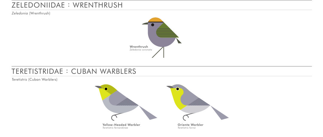 scott partridge - AVE - avian vector encyclopedia - wrenthrush cuban warlers- bird vector art