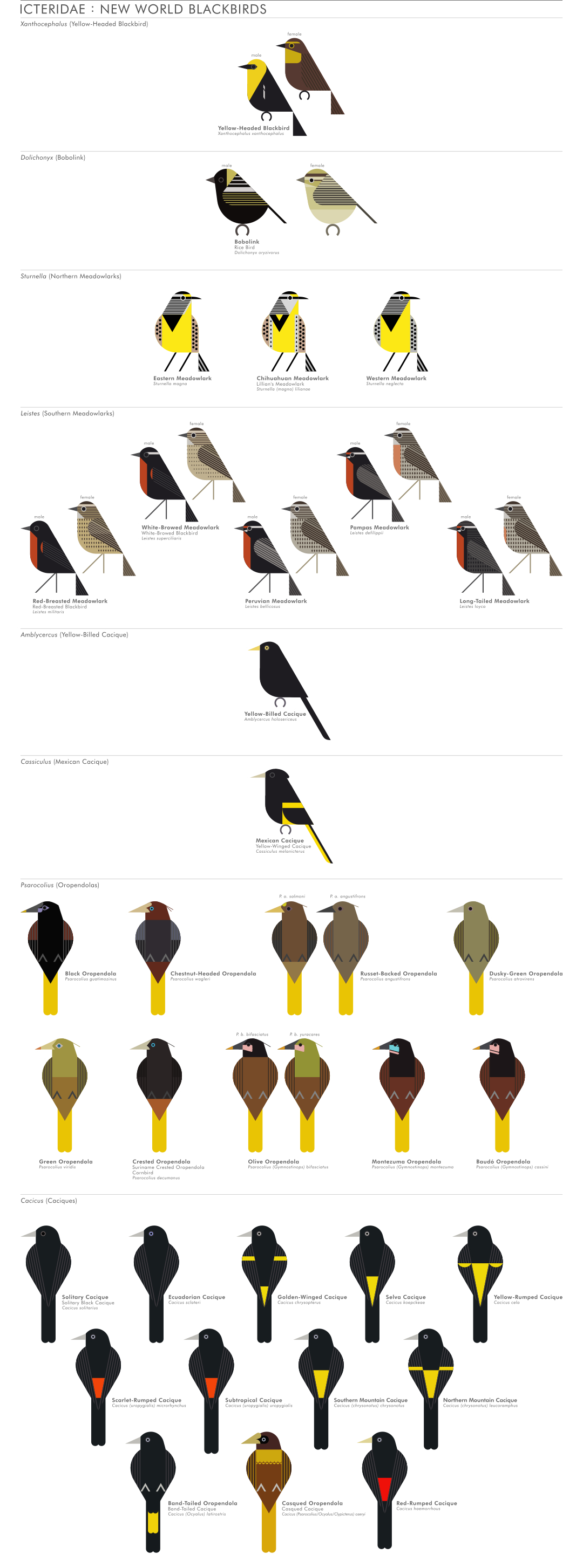 scott partridge - AVE - avian vector encyclopedia - blackbirds - bird vector art