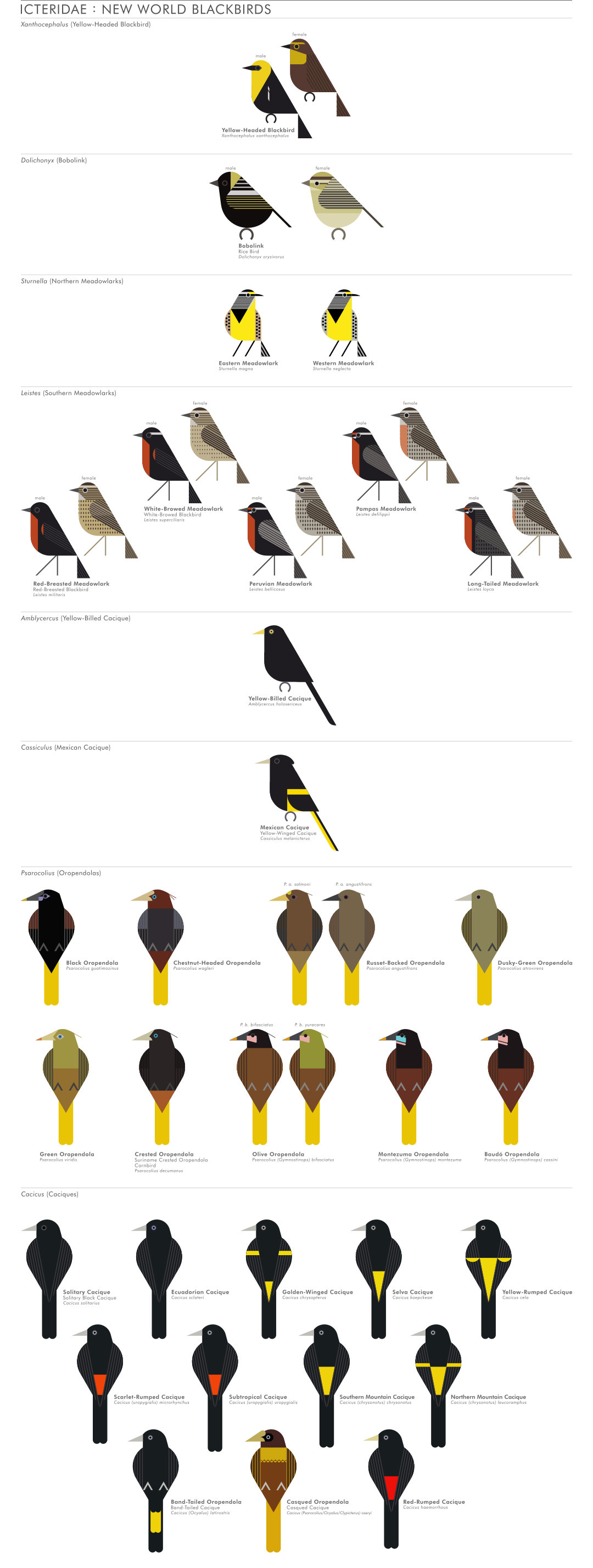scott partridge - AVE - avian vector encyclopedia - blackbirds - bird vector art