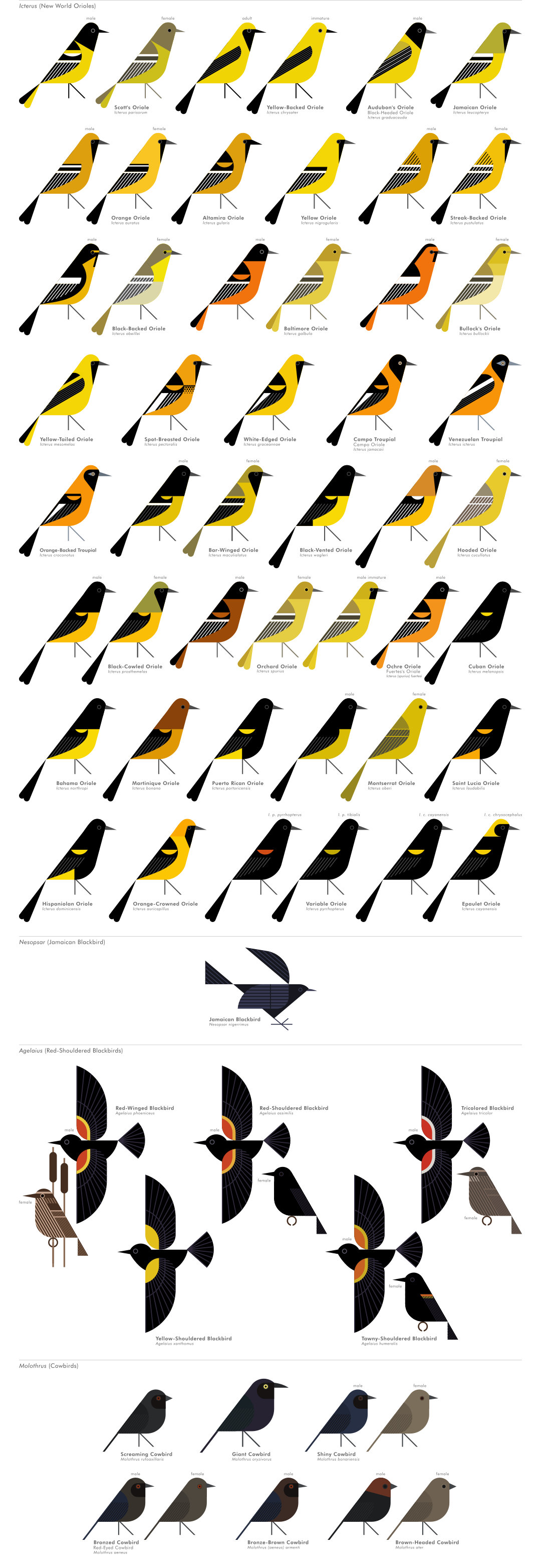 scott partridge - AVE - avian vector encyclopedia - cowbirds and orioles - bird vector art