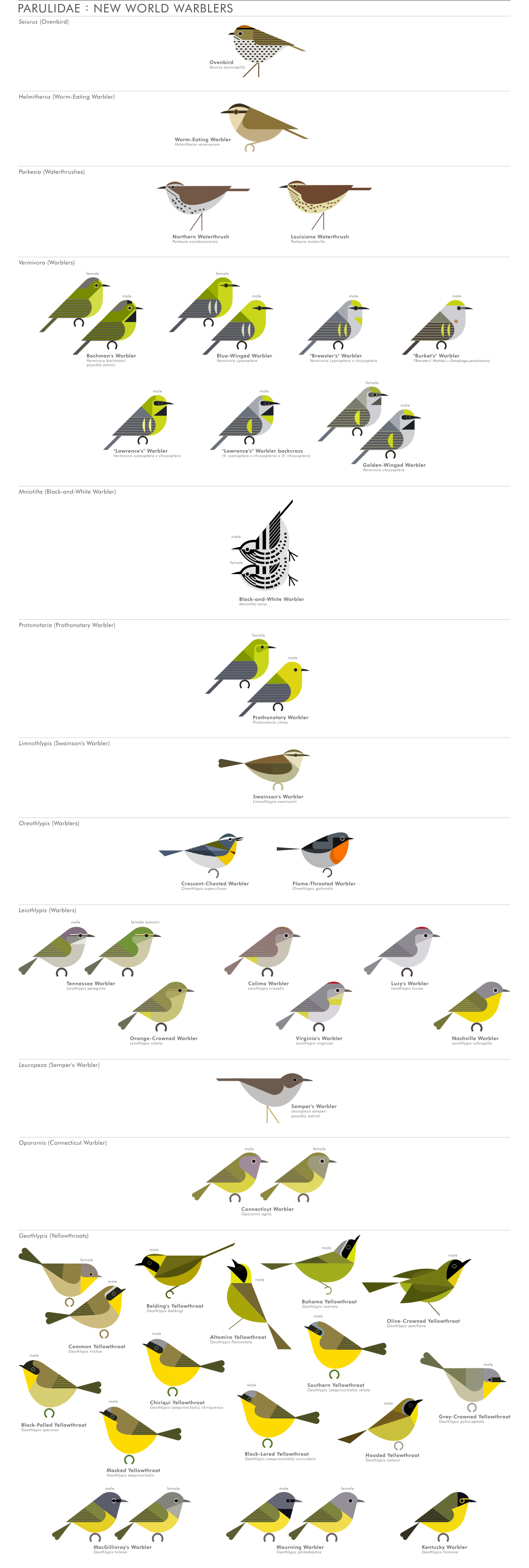 scott partridge - AVE - avian vector encyclopedia - new world warblers - bird vector art