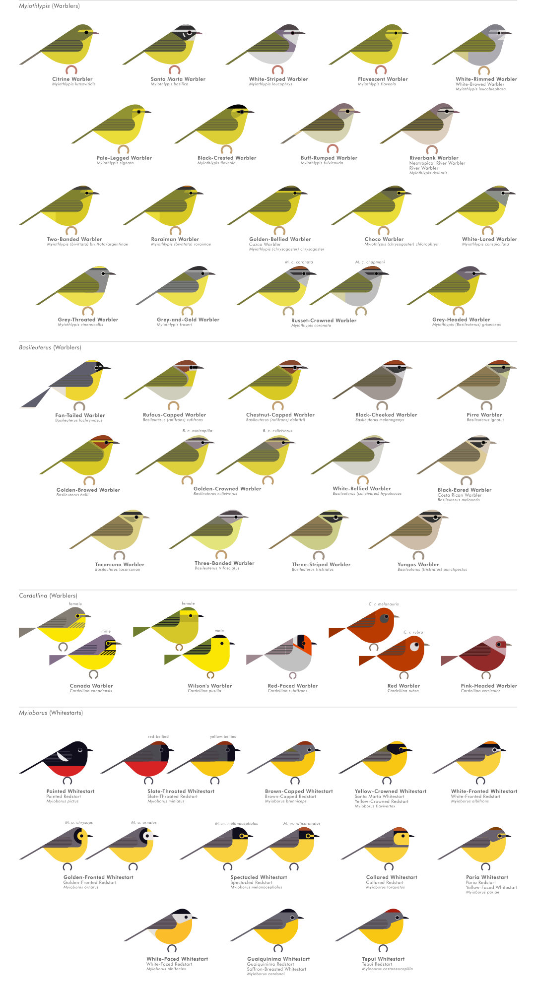 scott partridge - AVE - avian vector encyclopedia - new world warblers - bird vector art