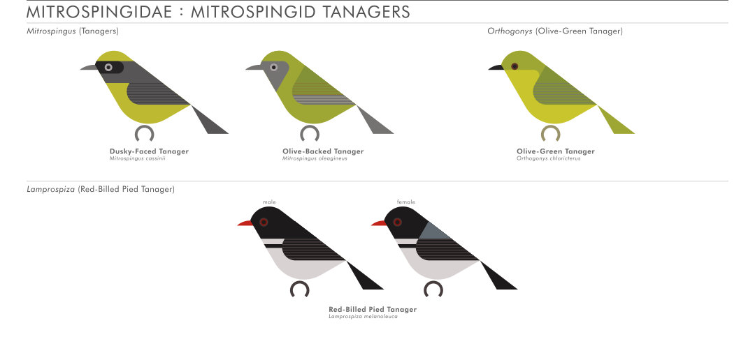 scott partridge - AVE - avian vector encyclopedia - mitrospingidae - bird vector art