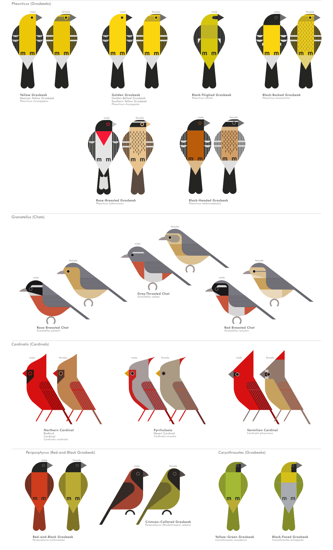 scott partridge - AVE - avian vector encyclopedia - cardinals - bird vector art