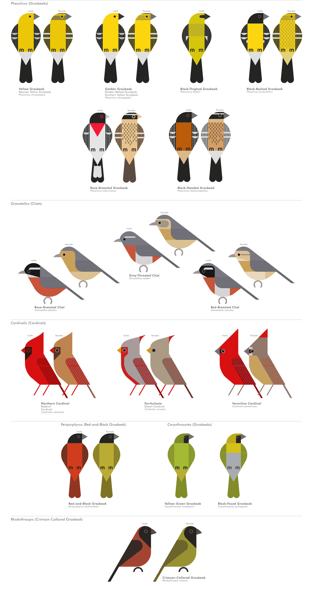 scott partridge - AVE - avian vector encyclopedia - cardinals - bird vector art