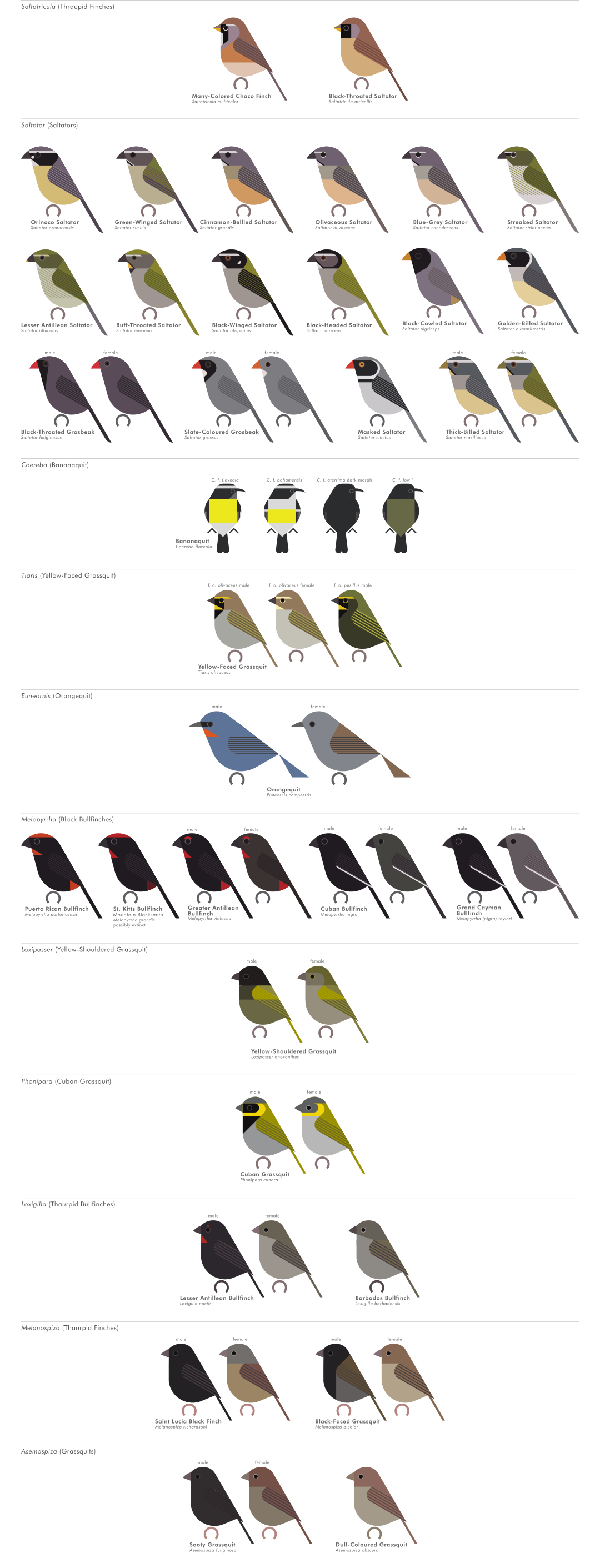 scott partridge - AVE - avian vector encyclopedia - tanagers - bird vector art