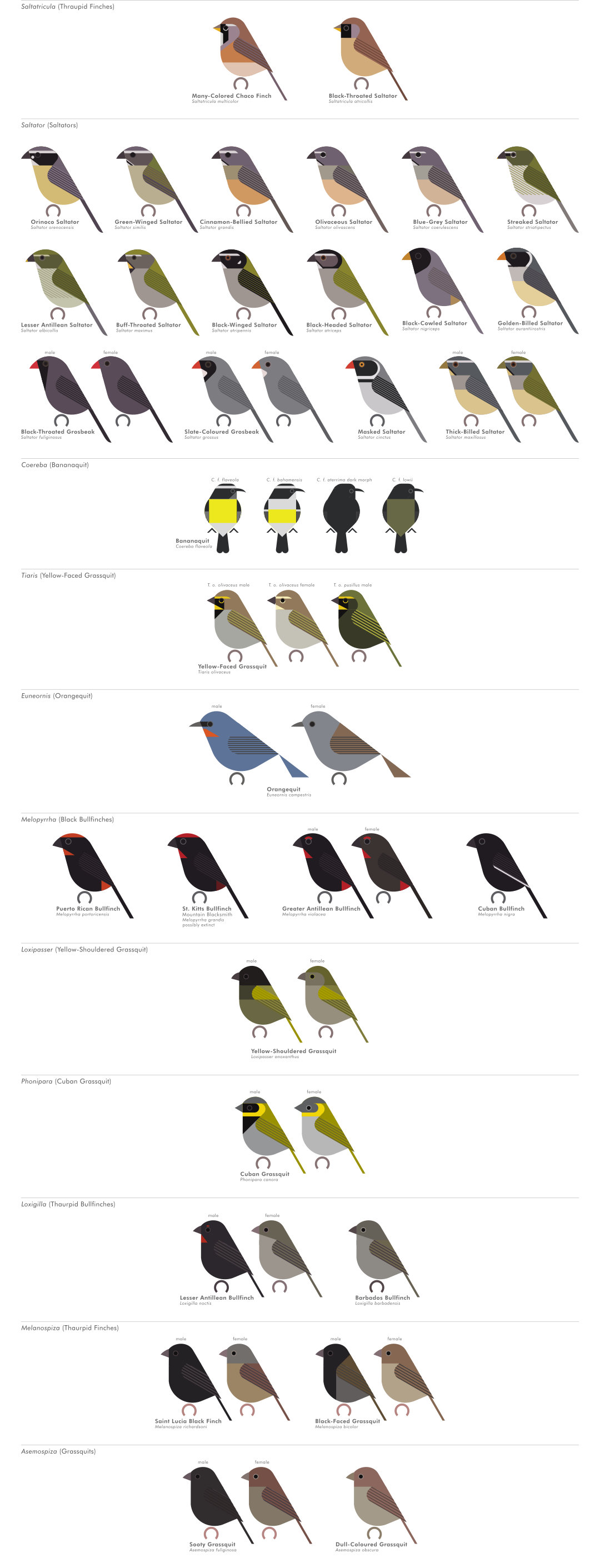 scott partridge - AVE - avian vector encyclopedia - tanagers - bird vector art