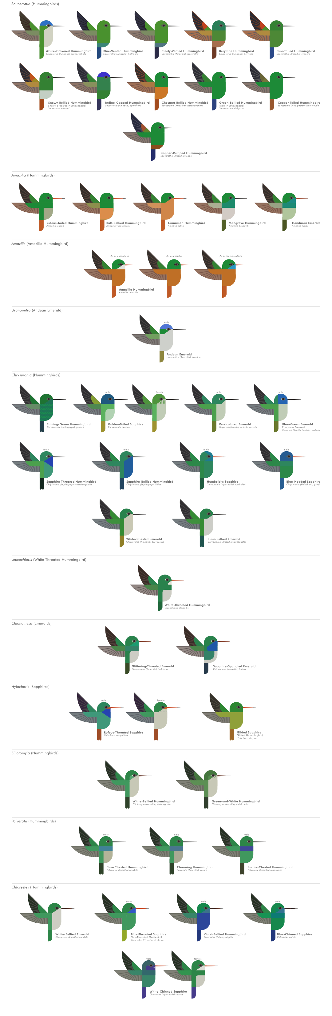 scott partridge - ave - avian vector encyclopedia - hummingbirds Trochilidae - vector bird art