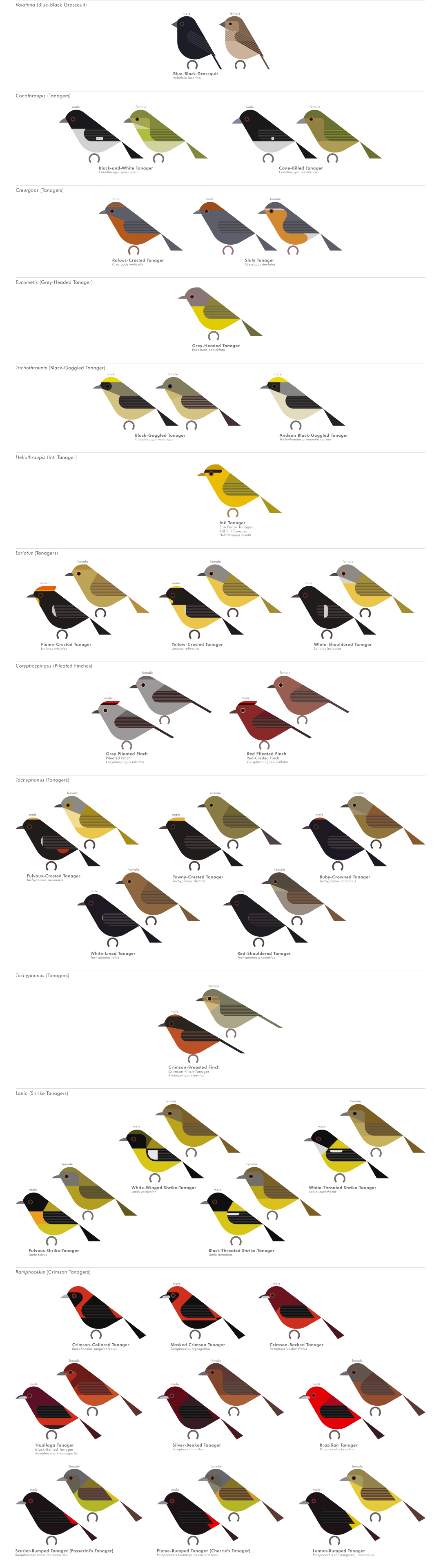 scott partridge - AVE - avian vector encyclopedia - tanagers - bird vector art