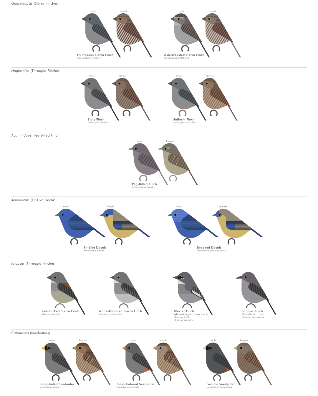 scott partridge - AVE - avian vector encyclopedia - tanagers - bird vector art