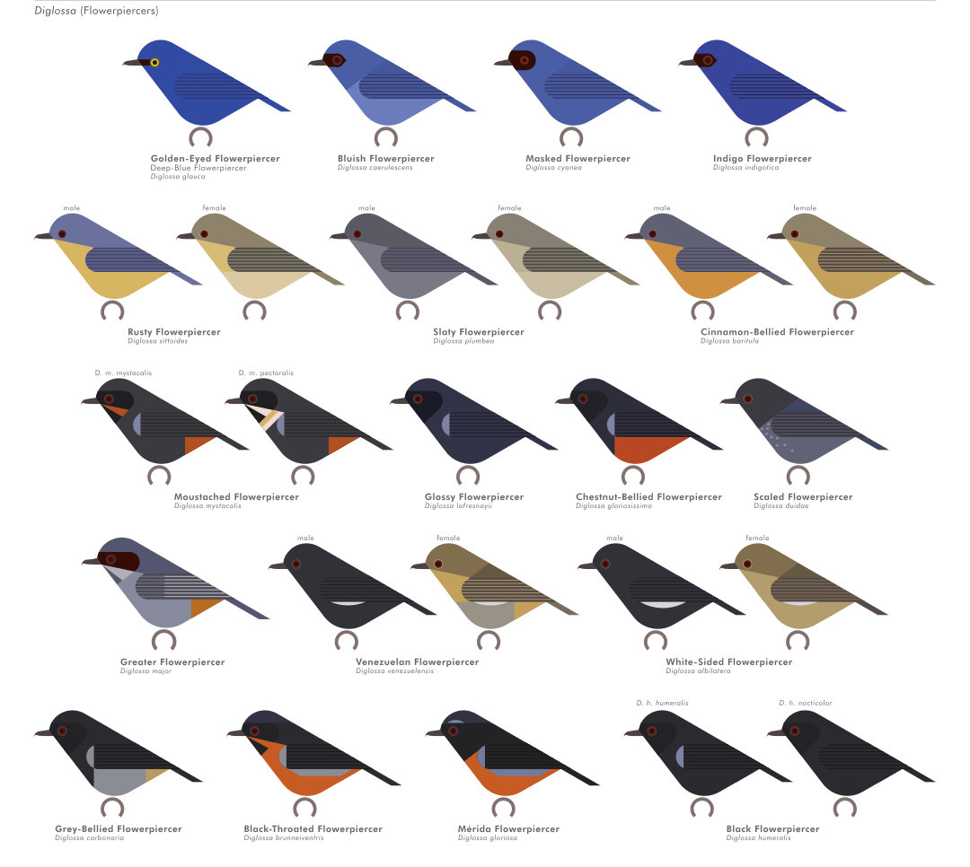 scott partridge - AVE - avian vector encyclopedia - tanagers - bird vector art