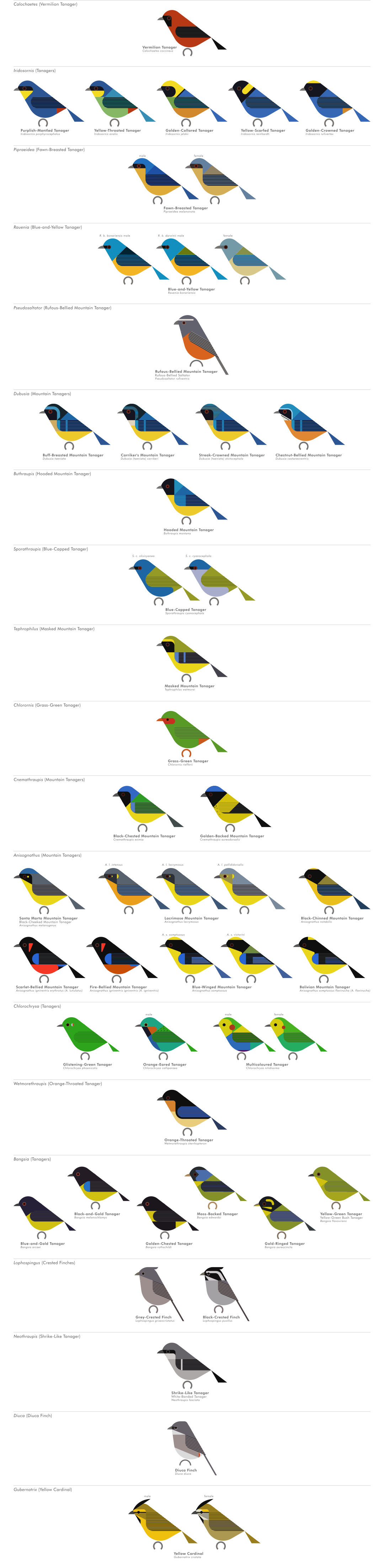 scott partridge - AVE - avian vector encyclopedia - tanagers - bird vector art