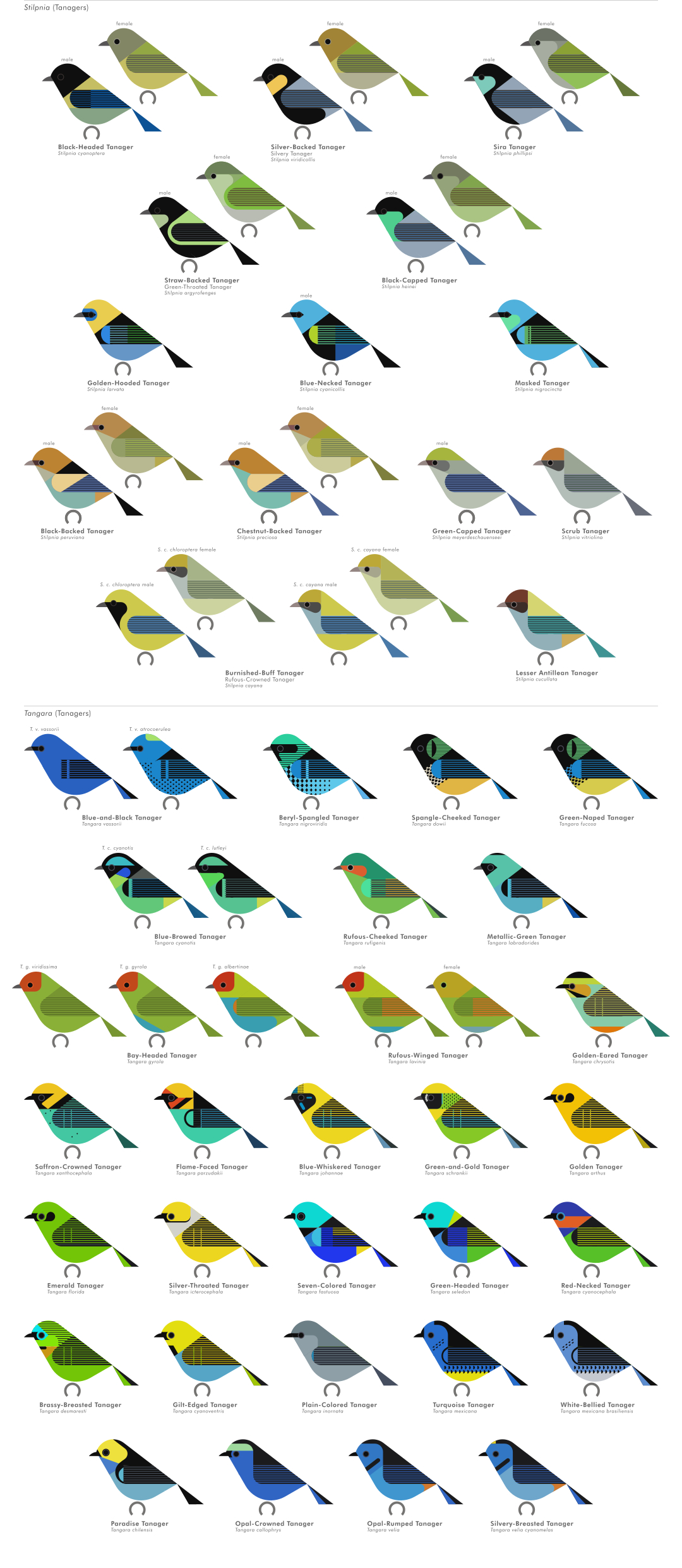 scott partridge - AVE - avian vector encyclopedia - tanagers - bird vector art