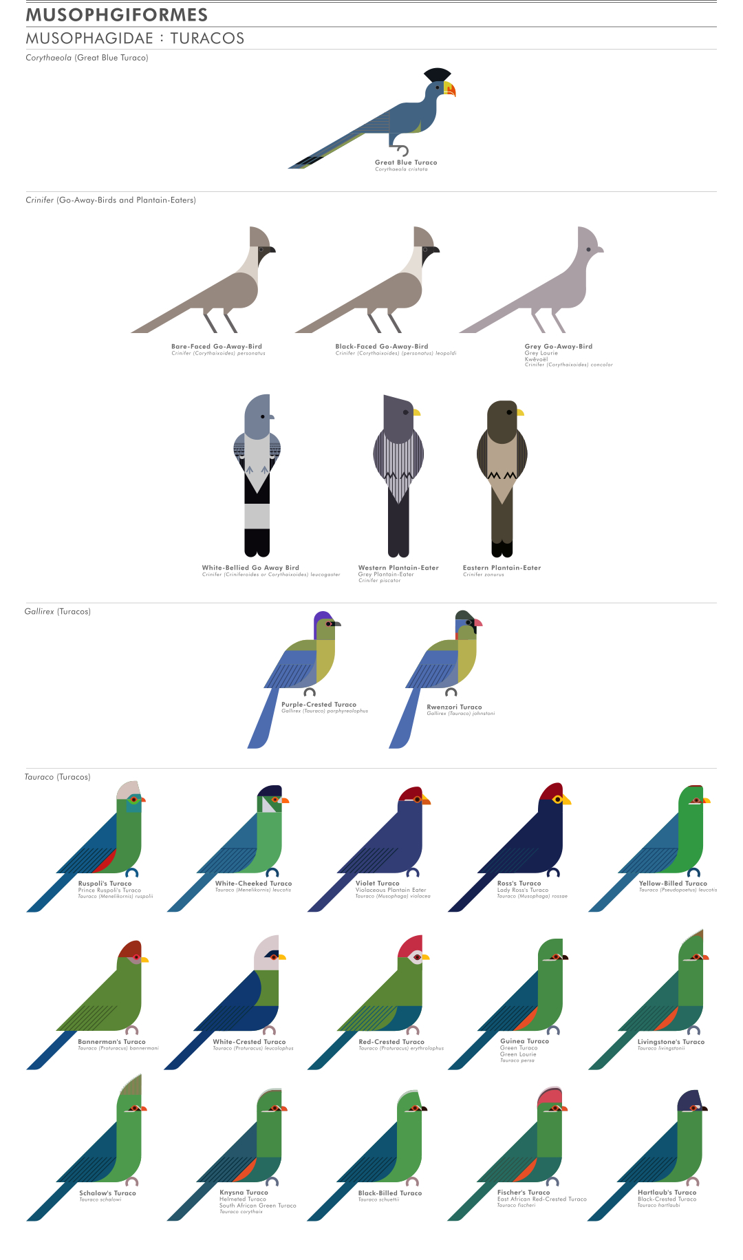 scott partridge - ave - avian vector encyclopedia - turacos musaphagidae musaphagiformes - vector bird art