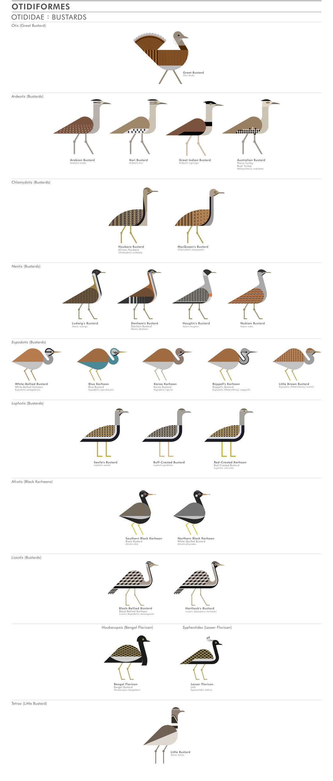 scott partridge - ave - avian vector encyclopedia - bustards - vector bird art
