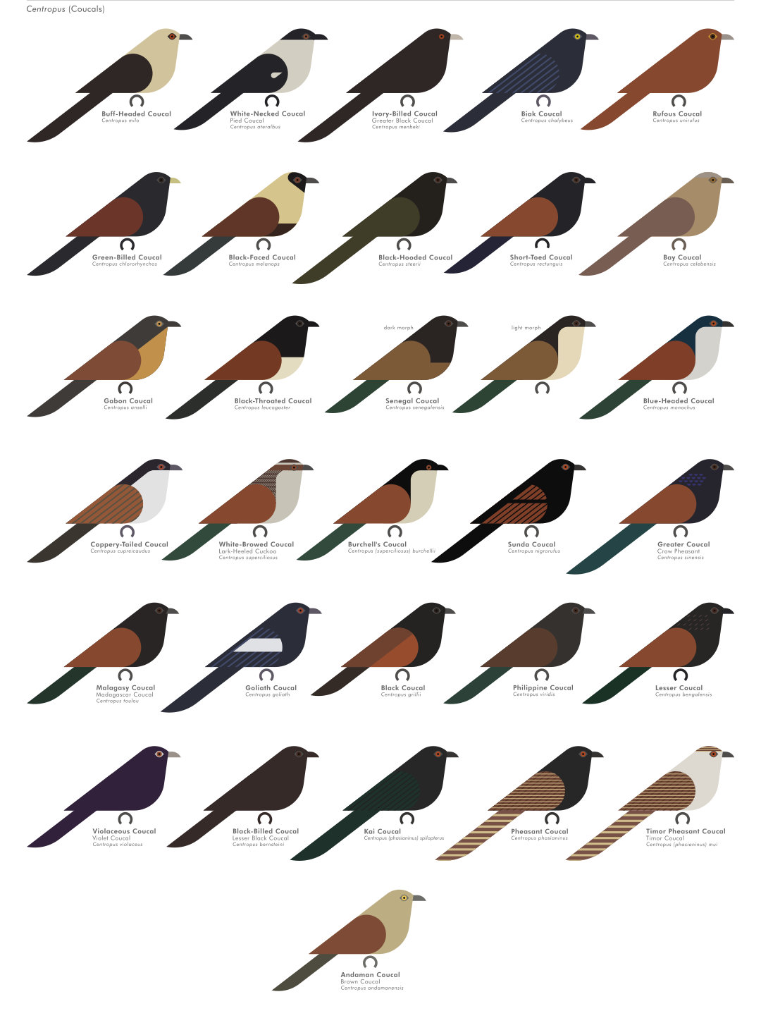 scott partridge - ave - avian vector encyclopedia - coucals Cuculidae Cuculiformes - vector bird art