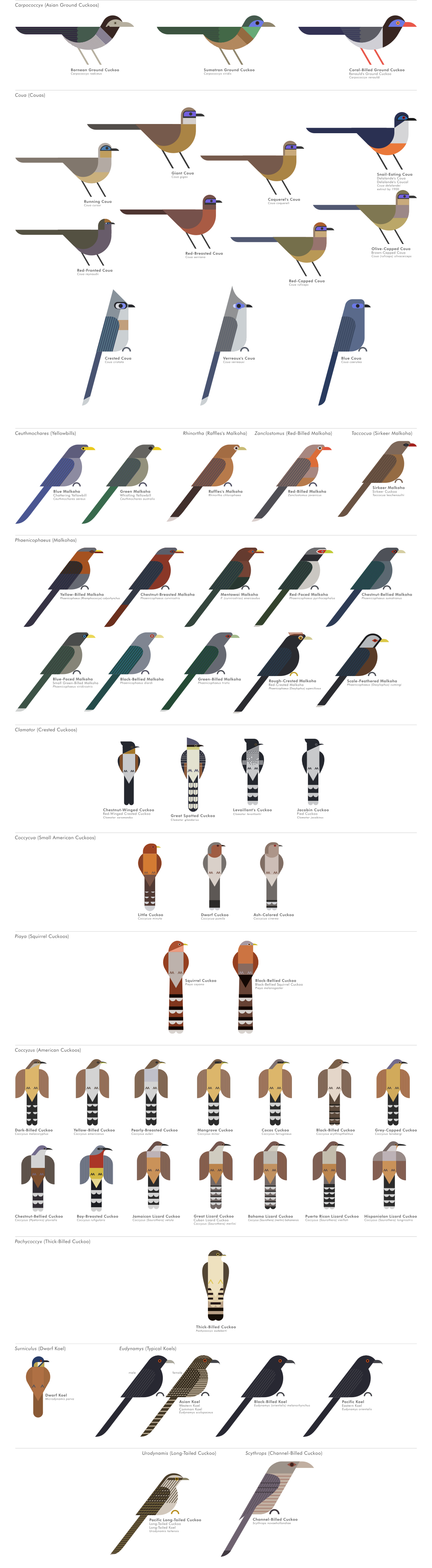 scott partridge - ave - avian vector encyclopedia - koels Cuculidae Cuculiformes - vector bird art