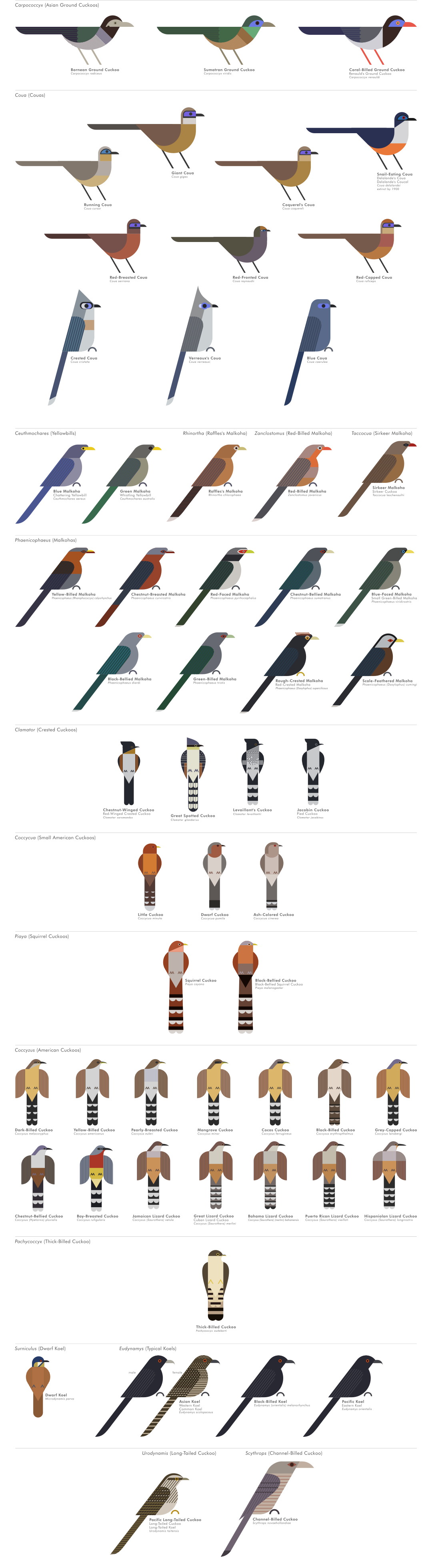 scott partridge - ave - avian vector encyclopedia - koels Cuculidae Cuculiformes - vector bird art