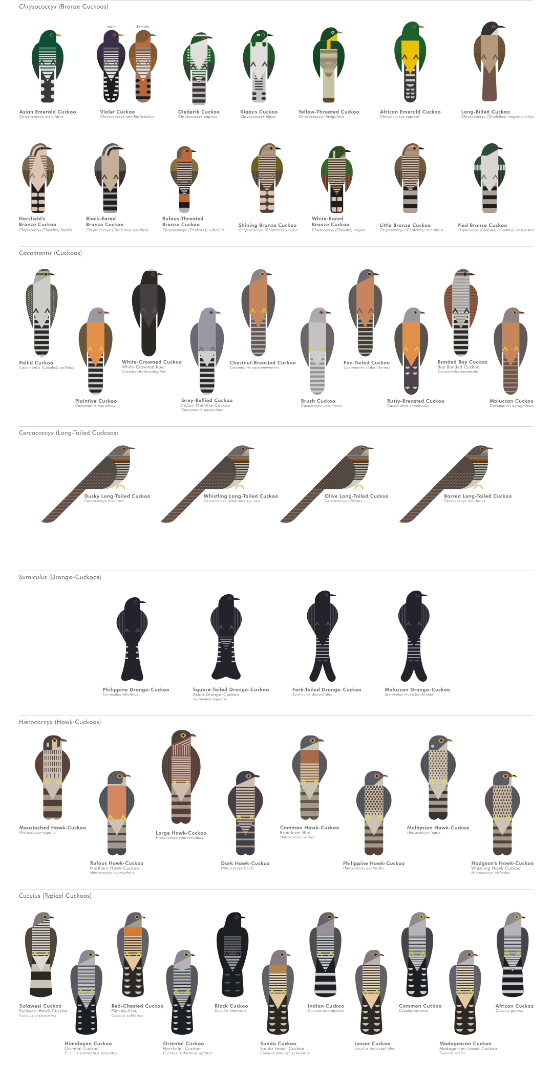 scott partridge - ave - avian vector encyclopedia - cuckoos Cuculidae Cuculiformes - vector bird art