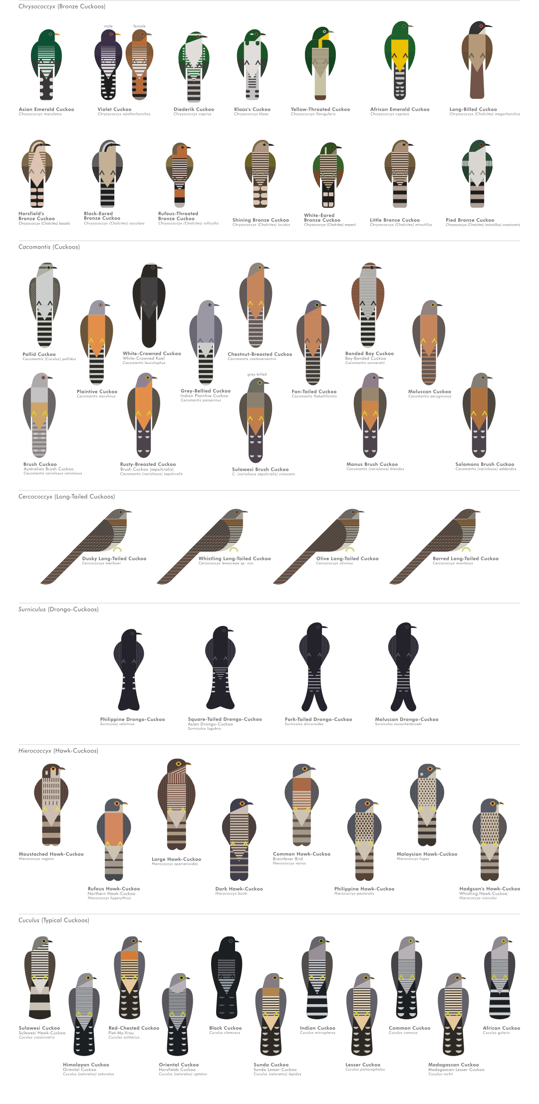 scott partridge - ave - avian vector encyclopedia - cuckoos Cuculidae Cuculiformes - vector bird art