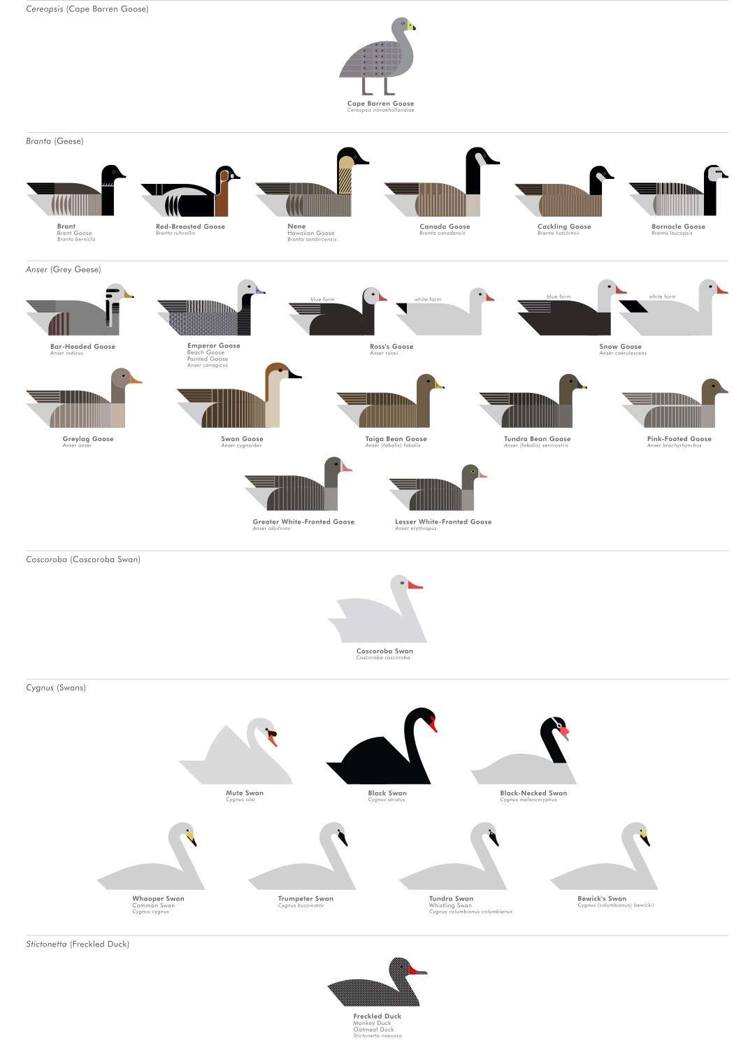 scott partridge - ave - avian vector encyclopedia - swans geese - bird vector art