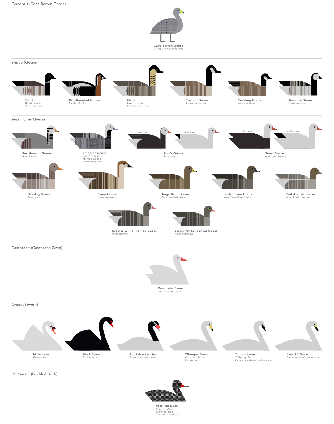scott partridge - ave - avian vector encyclopedia - swans geese - bird vector art