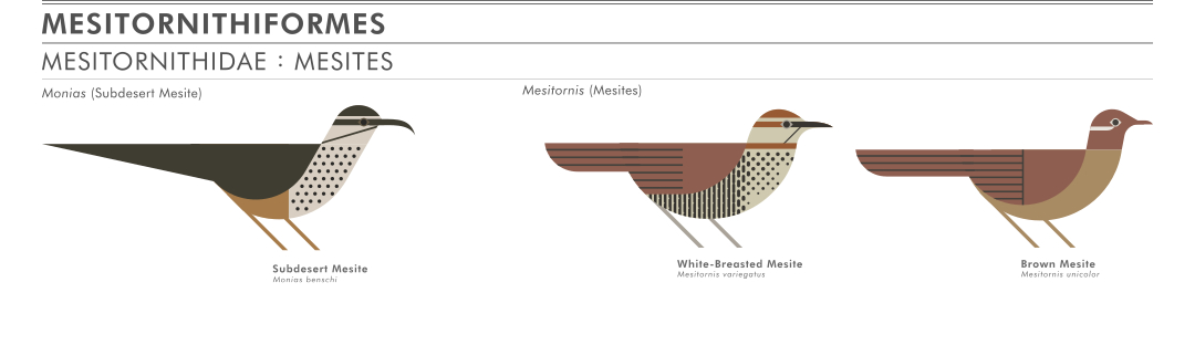 scott partridge - ave - avian vector encyclopedia - mesites Mesitornithidae Mesitornithiformes - vector bird art