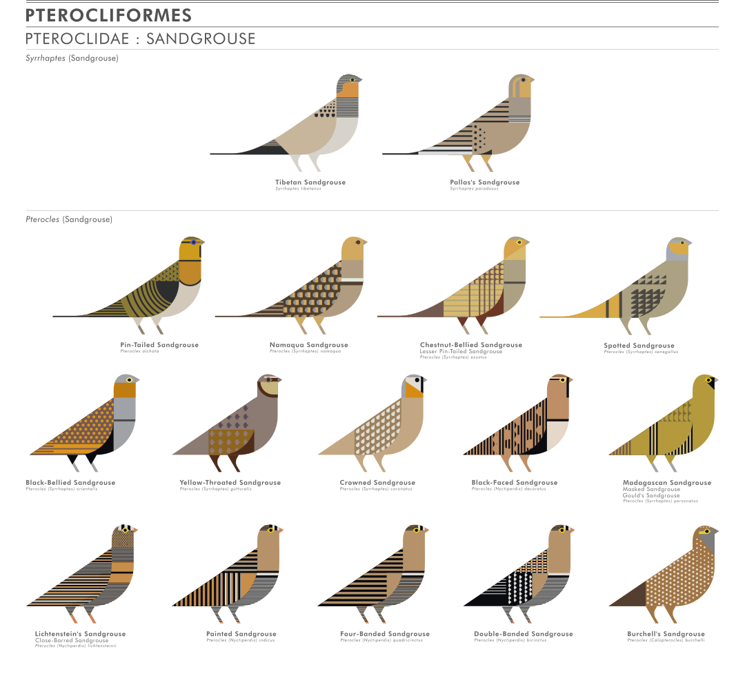 scott partridge - ave - avian vector encyclopedia - sandgrouse Pteroclidae Pterocliformes - vector bird art