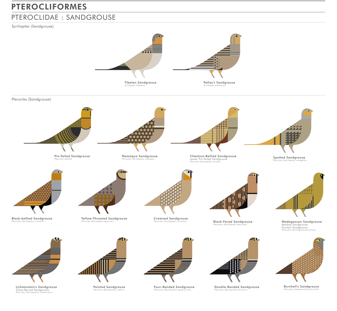 scott partridge - ave - avian vector encyclopedia - sandgrouse Pteroclidae Pterocliformes - vector bird art