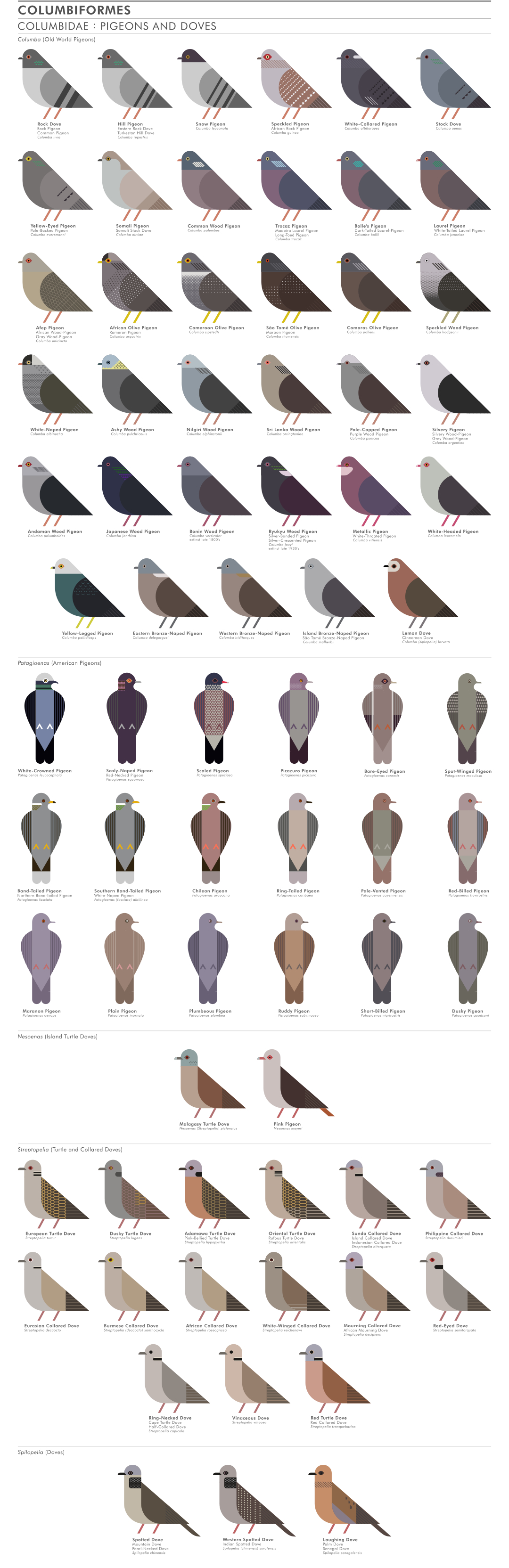 scott partridge - ave - avian vector encyclopedia - pigeons Columbidae Columbiformes - vector bird art