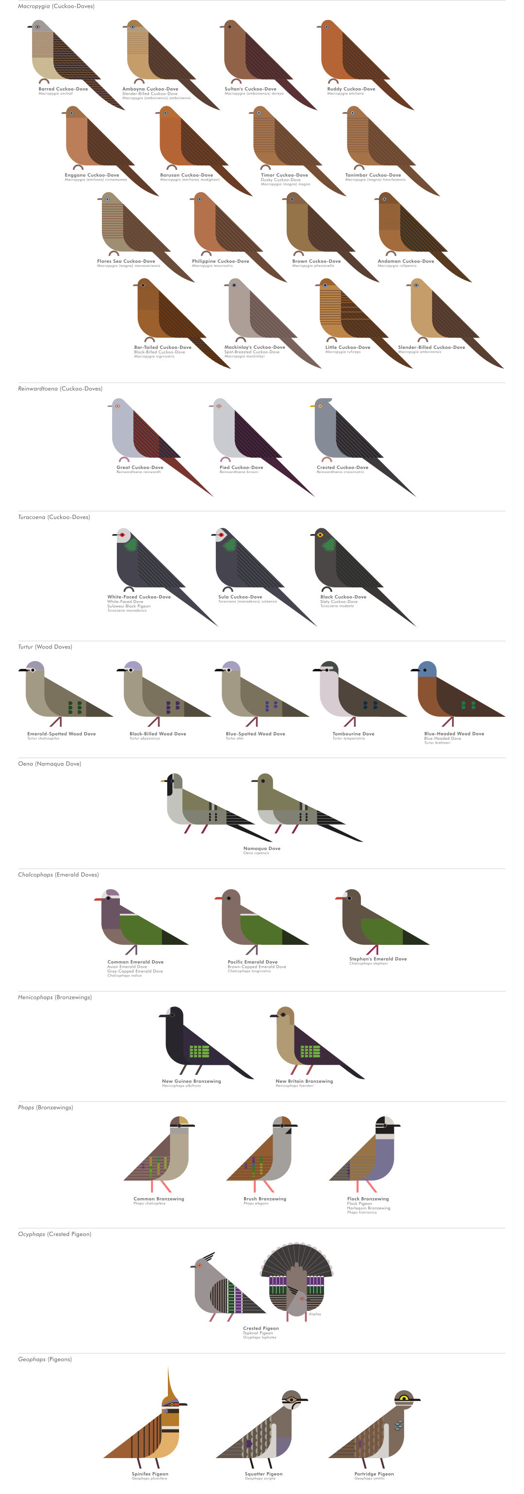 scott partridge - ave - avian vector encyclopedia - pigeons and doves Columbidae Columbiformes - vector bird art