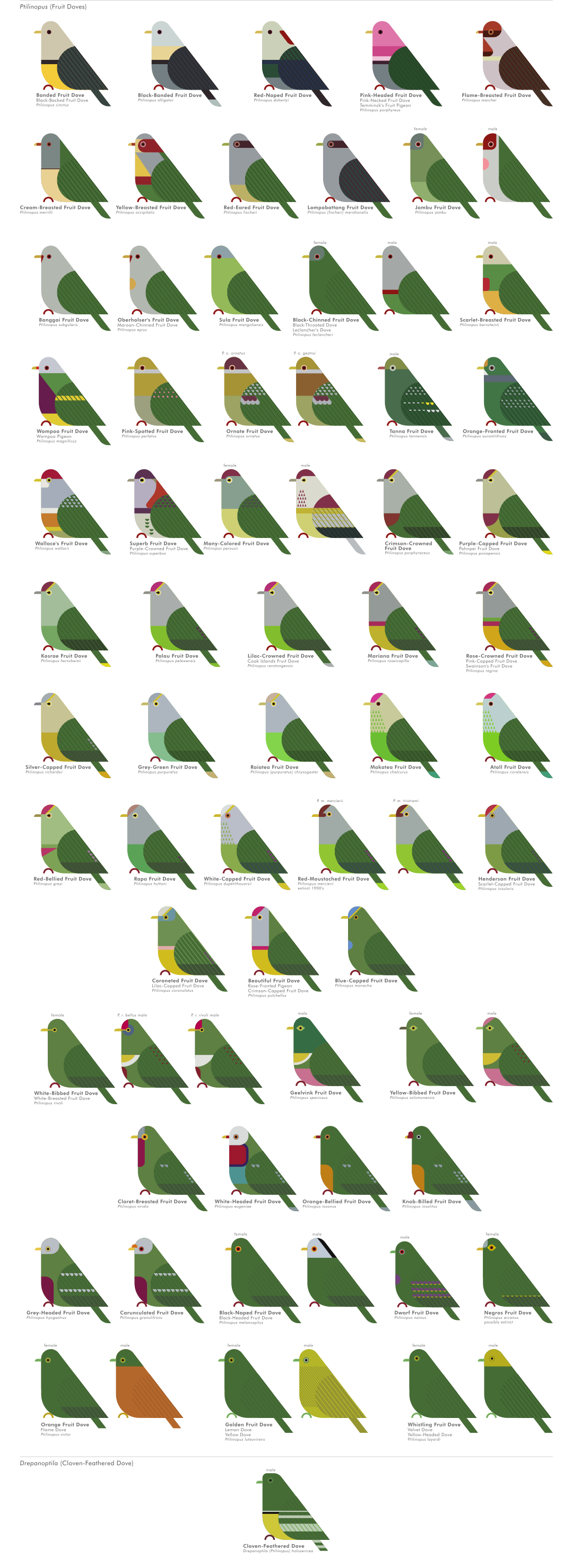 scott partridge - ave - avian vector encyclopedia - fruit doves Columbidae Columbiformes - vector bird art