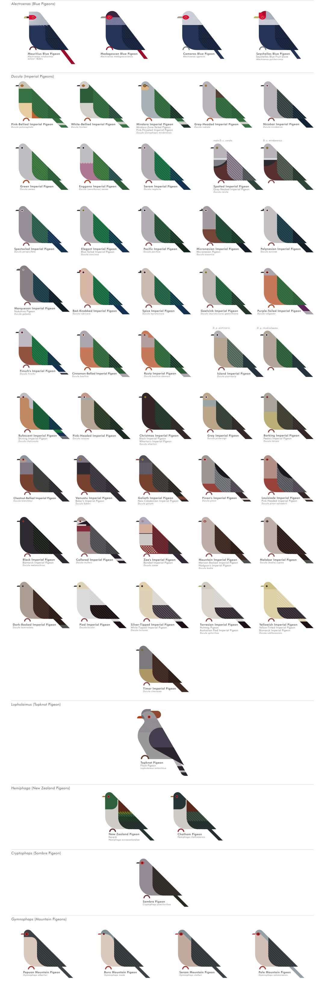 scott partridge - ave - avian vector encyclopedia - pigeons Columbidae Columbiformes - vector bird art